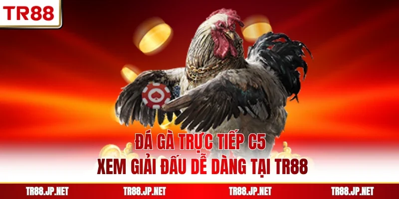 Đá Gà Trực Tiếp C5 - Xem Giải Đấu Dễ Dàng Tại TR88